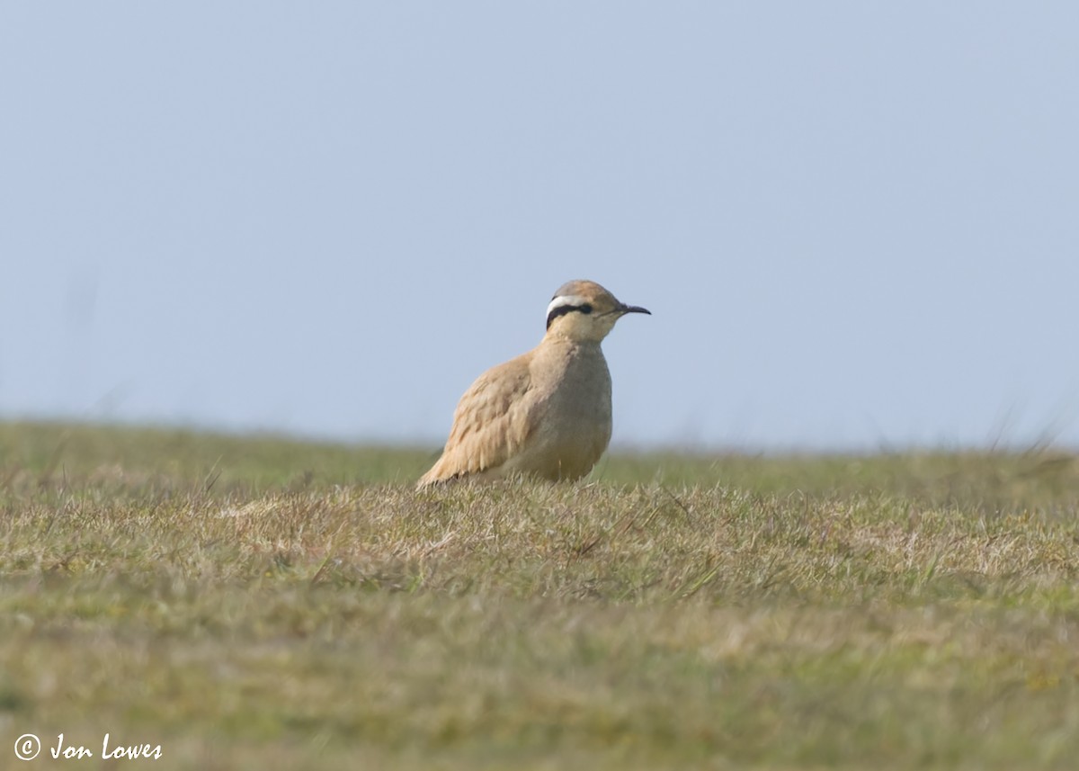 Cream-colored Courser - ML608268081
