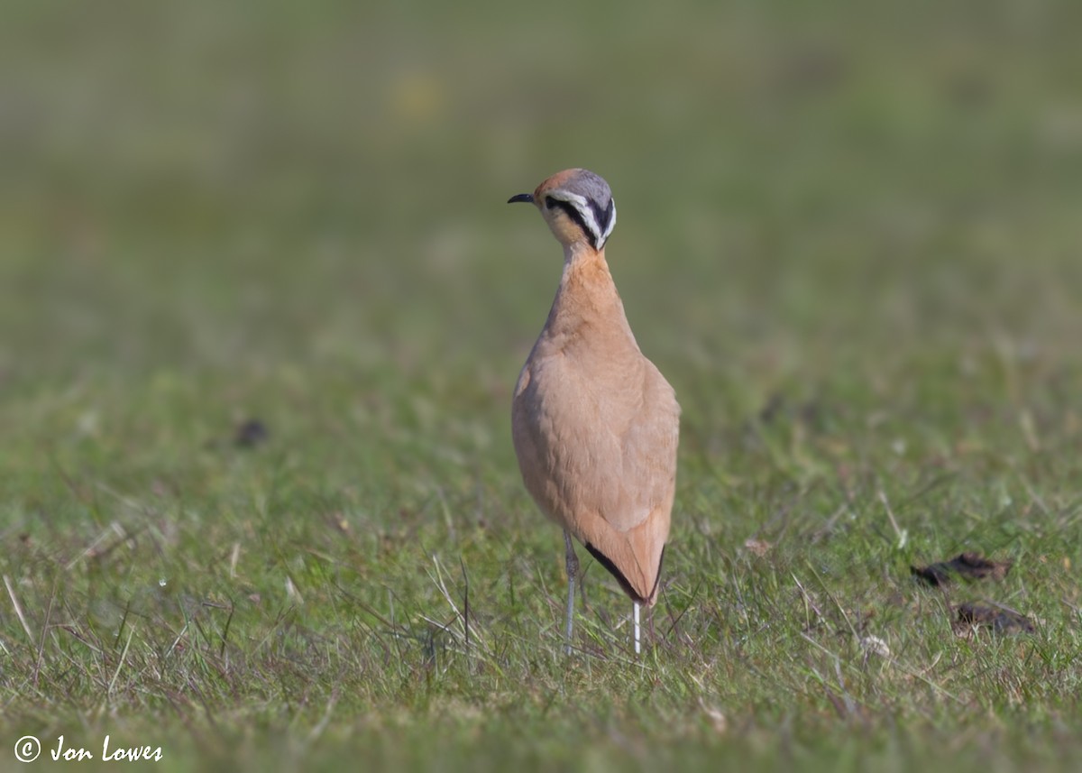 Cream-colored Courser - ML608268082