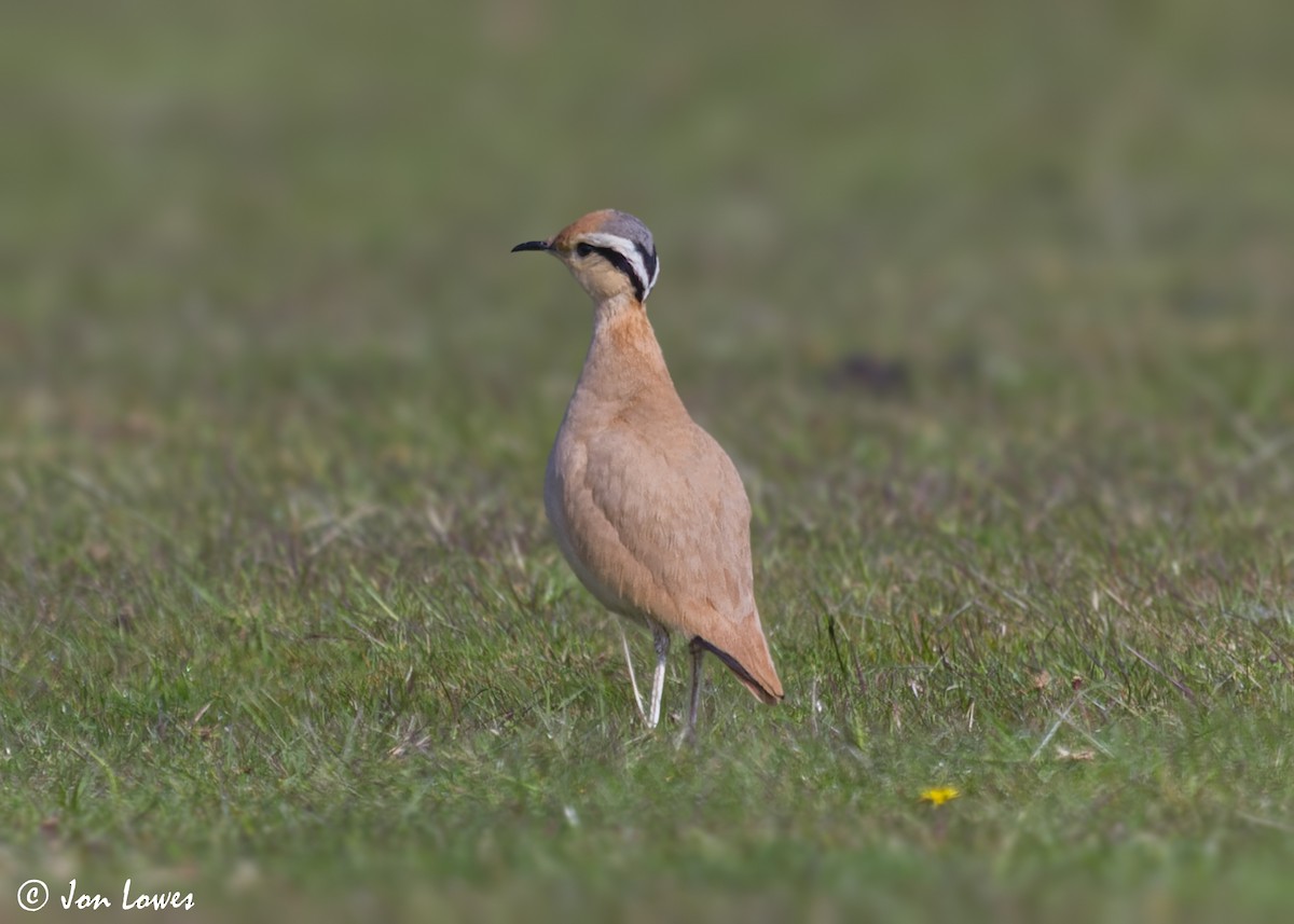 Cream-colored Courser - ML608268083
