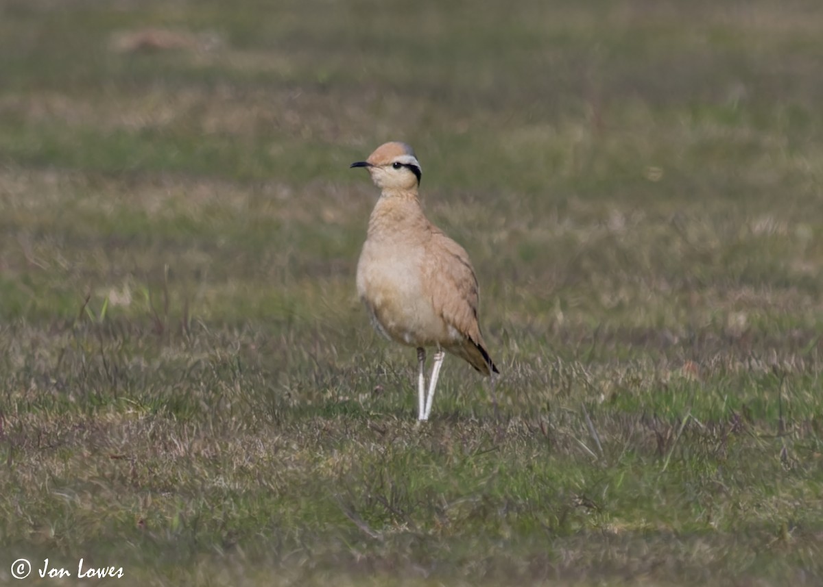 Cream-colored Courser - ML608268084