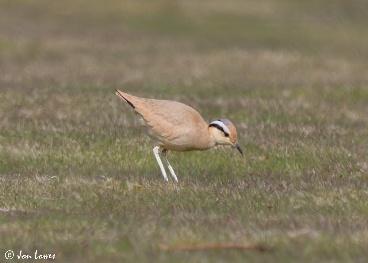 Cream-colored Courser - ML608268085