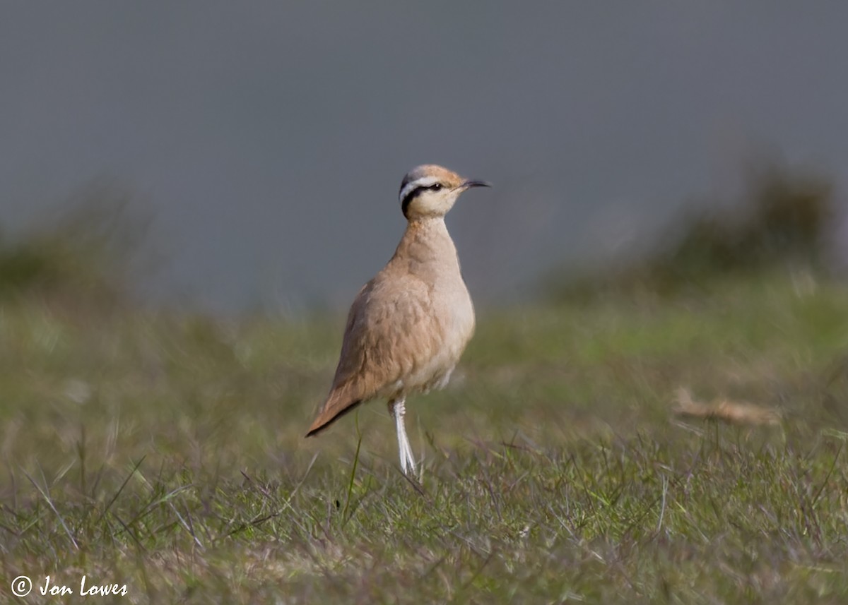 Cream-colored Courser - ML608268086