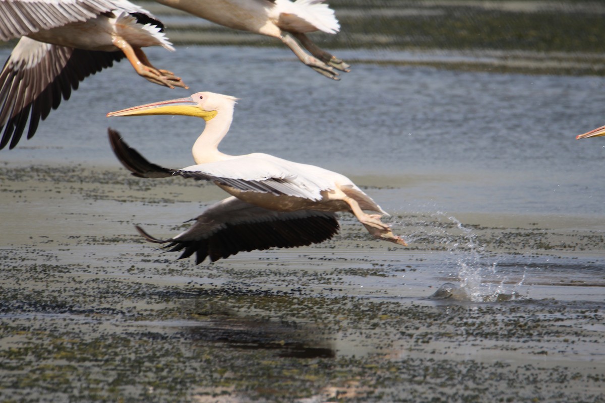 Great White Pelican - ML608268091