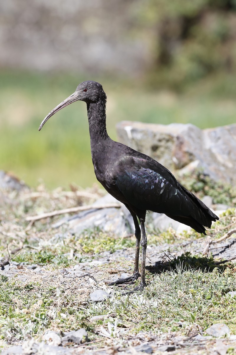 Puna Ibis - ML608268216