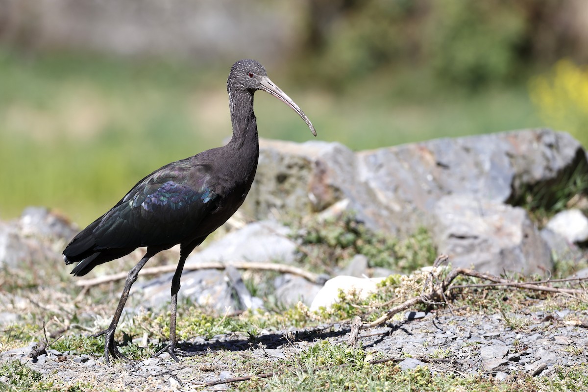 Puna Ibis - ML608268220