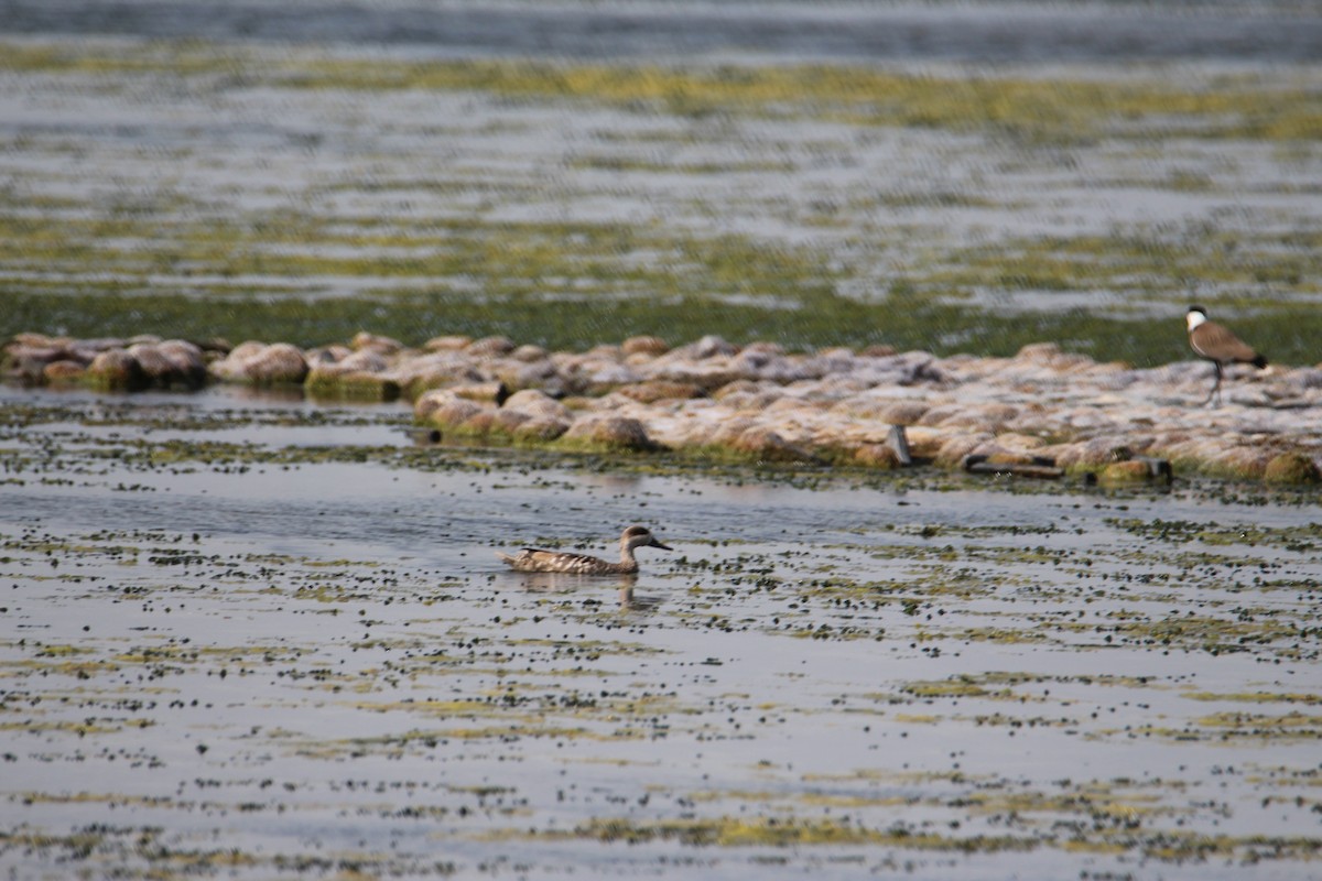 Marbled Duck - ML608268231