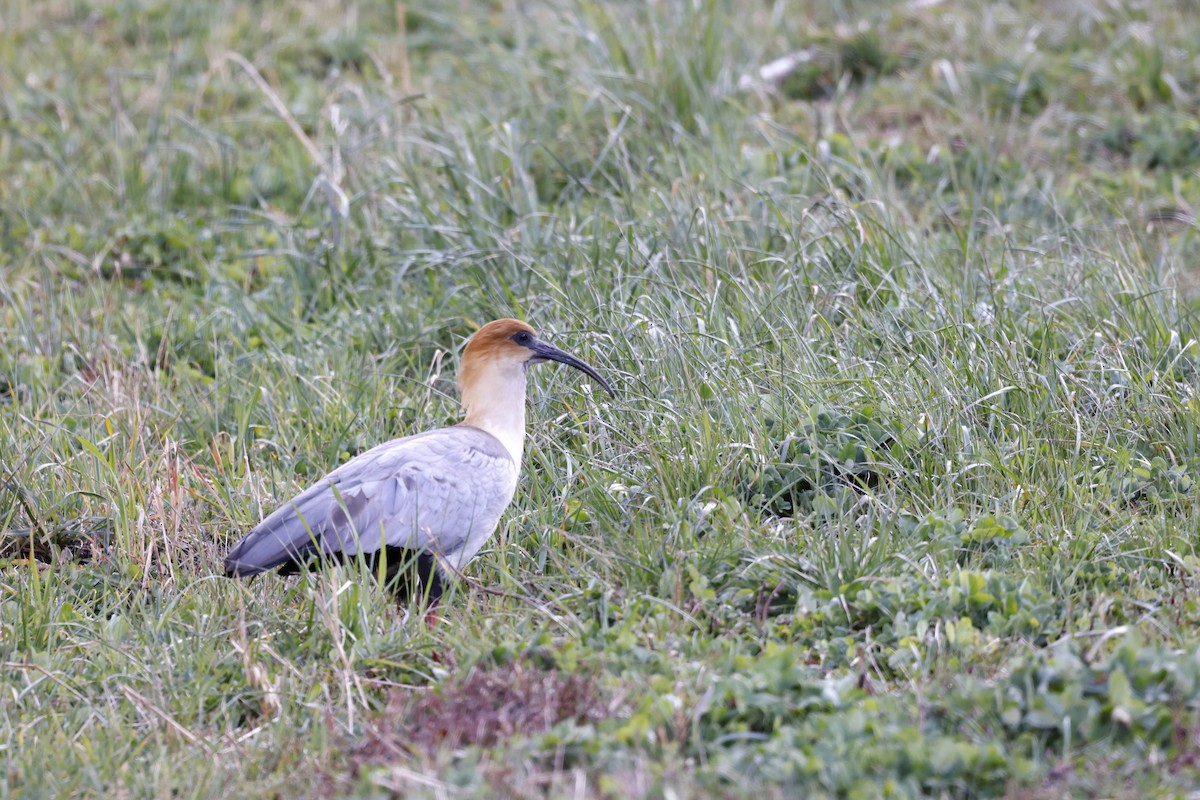 Andean Ibis - ML608268233