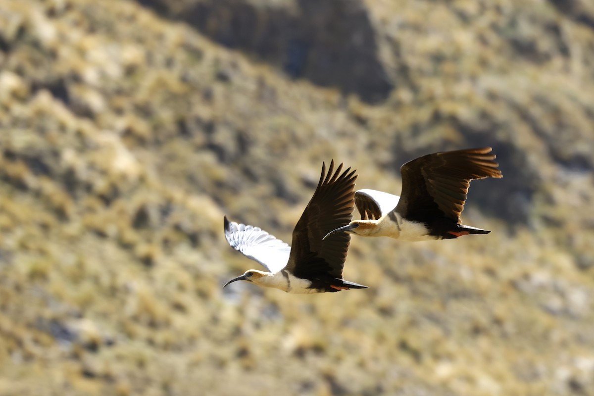 Andean Ibis - Daniel Branch