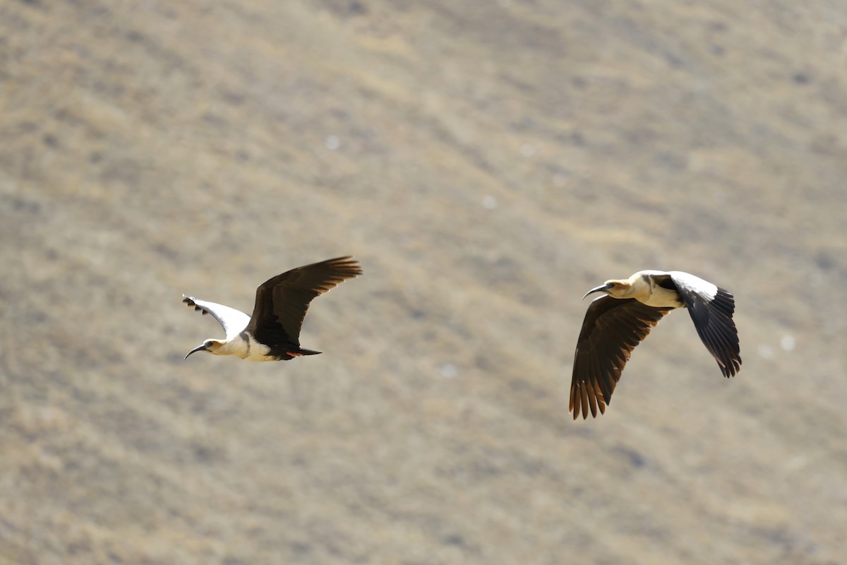 Andean Ibis - ML608268307