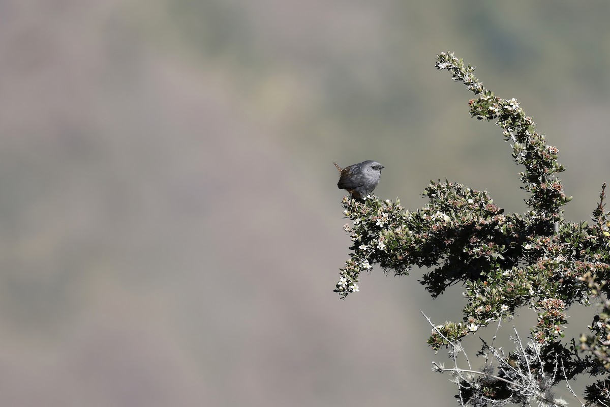 Jalca Tapaculo - ML608268314