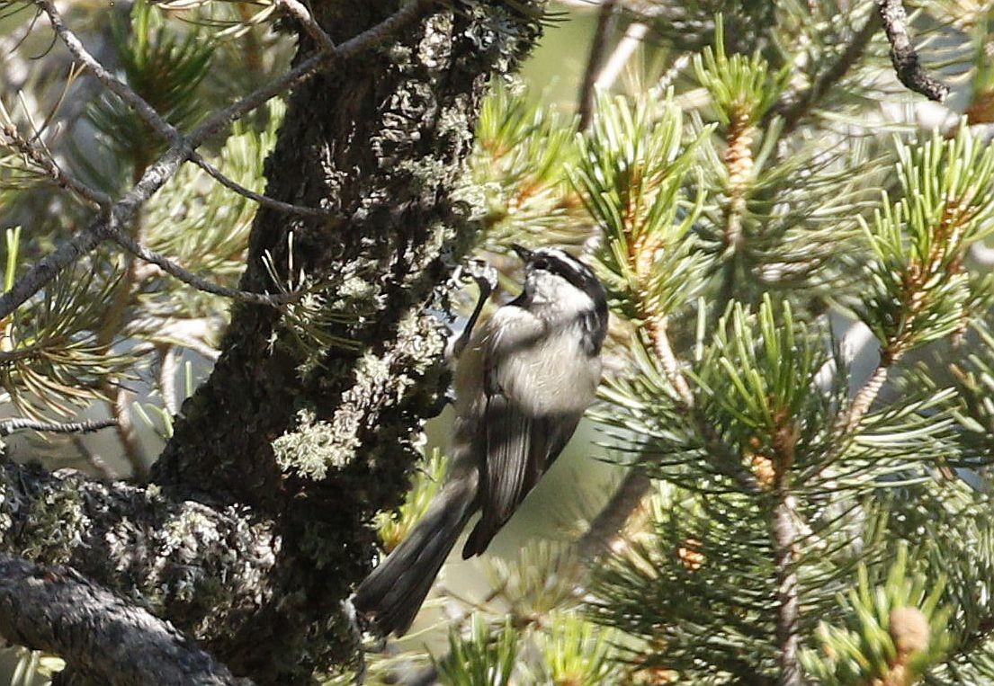 Mountain Chickadee - ML608268339