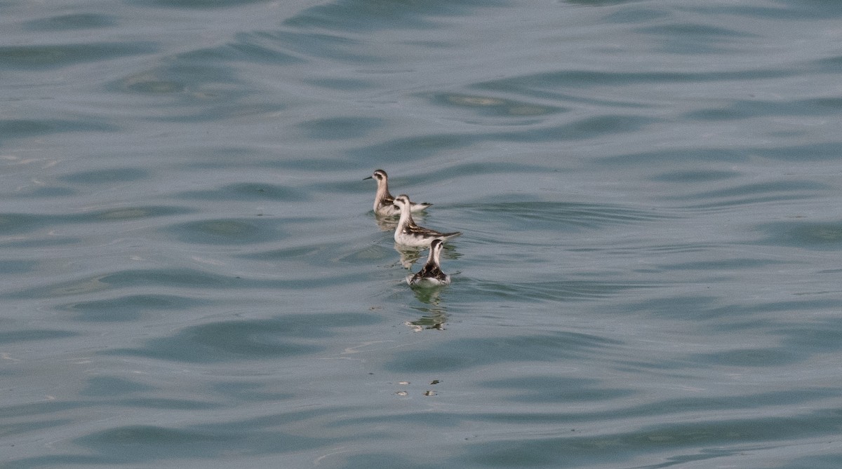 Phalarope à bec étroit - ML608268364