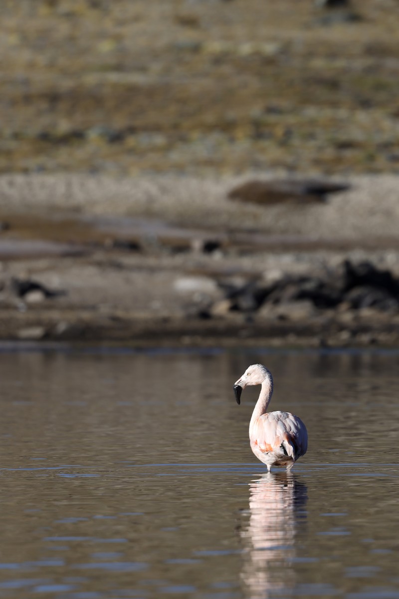 Chilean Flamingo - ML608268383