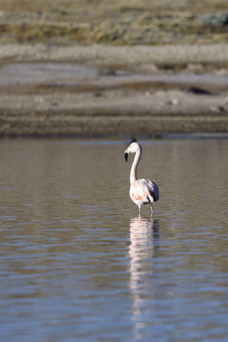 Chilean Flamingo - ML608268384