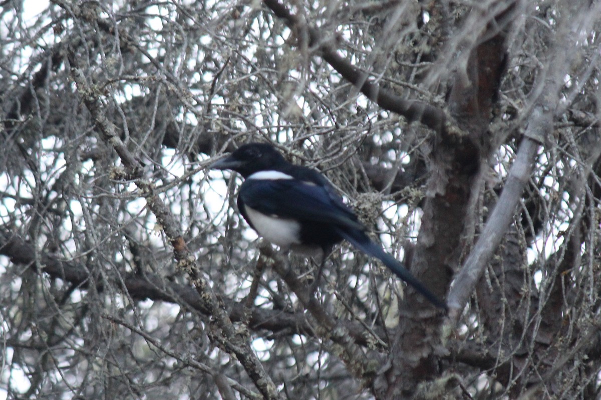 Eurasian Magpie - ML608268441