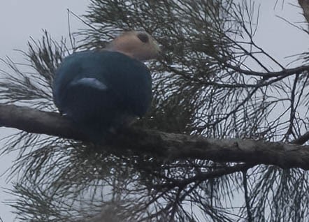 Cinnamon-bellied Imperial-Pigeon - ML608268451