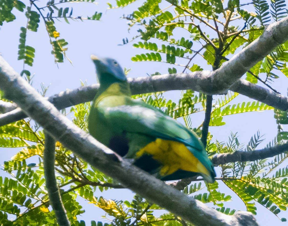 Gray-headed Fruit-Dove - ML608268549