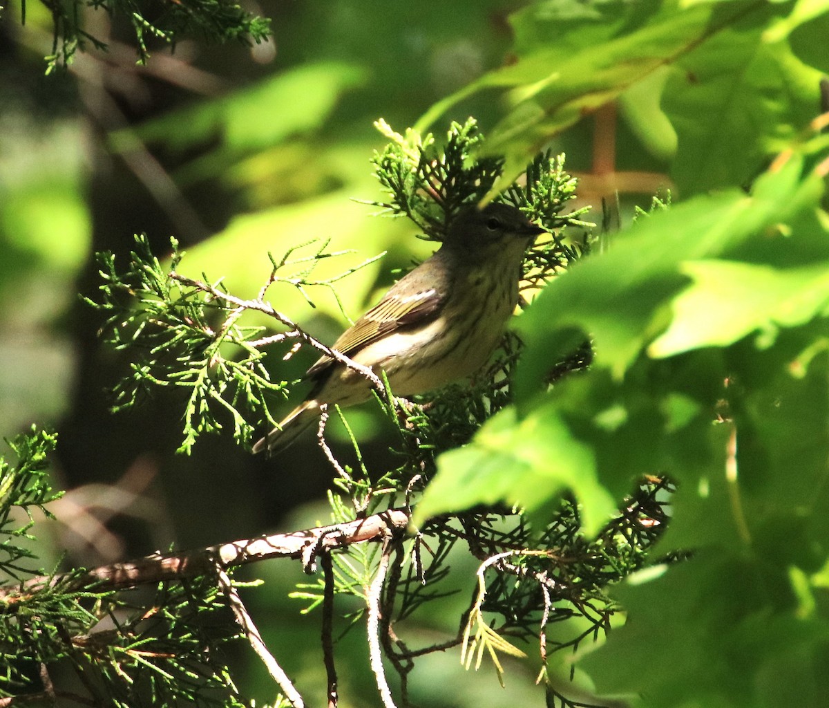 Cape May Warbler - Joli Reising