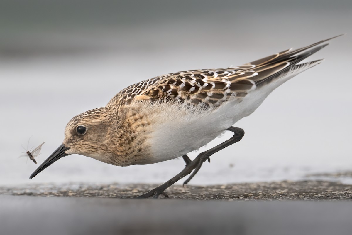 Baird's Sandpiper - ML608268611