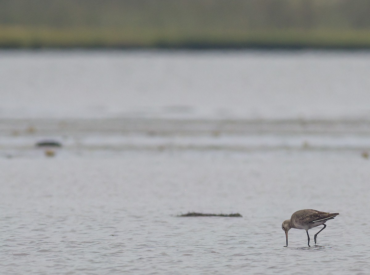 Hudsonian Godwit - John Gluth