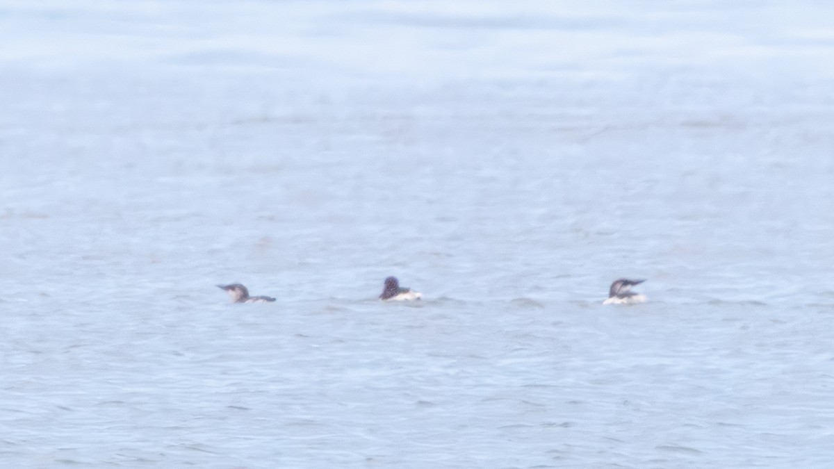 Common Murre - Lyall Bouchard