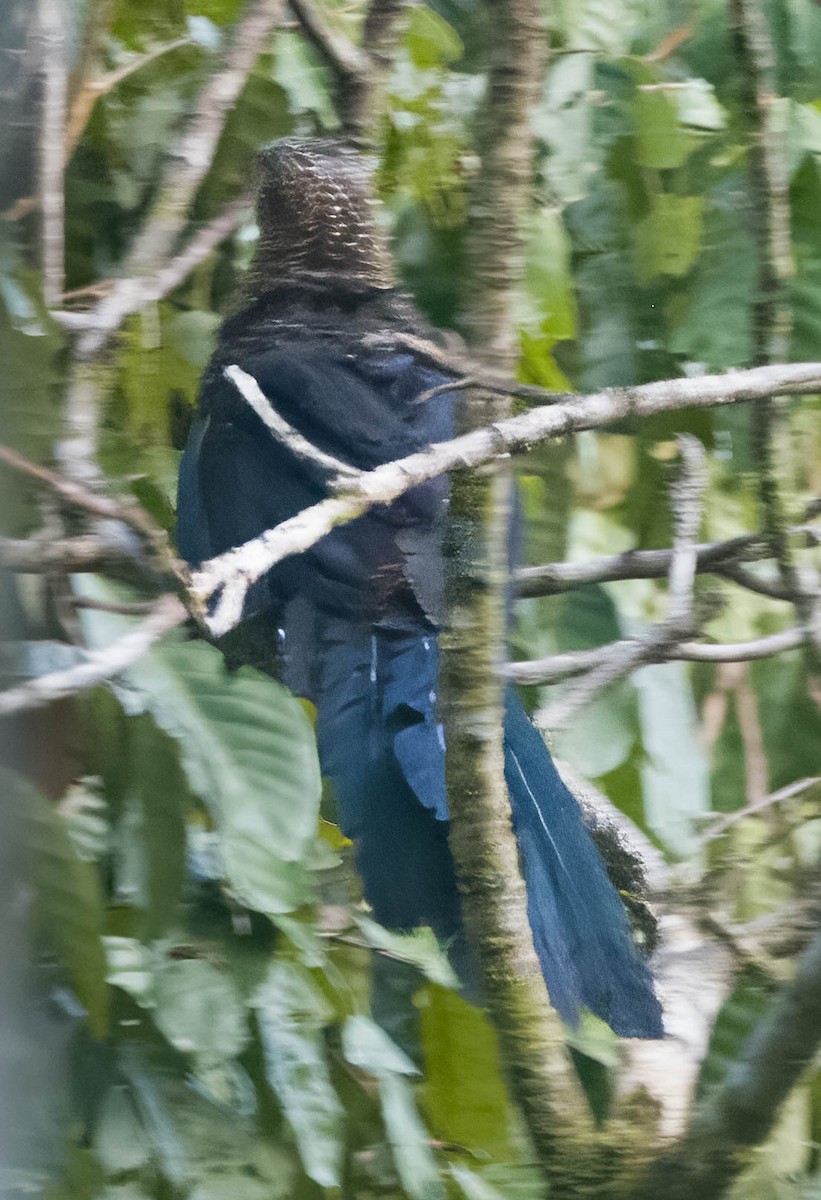 Goliath Coucal - ML608268784