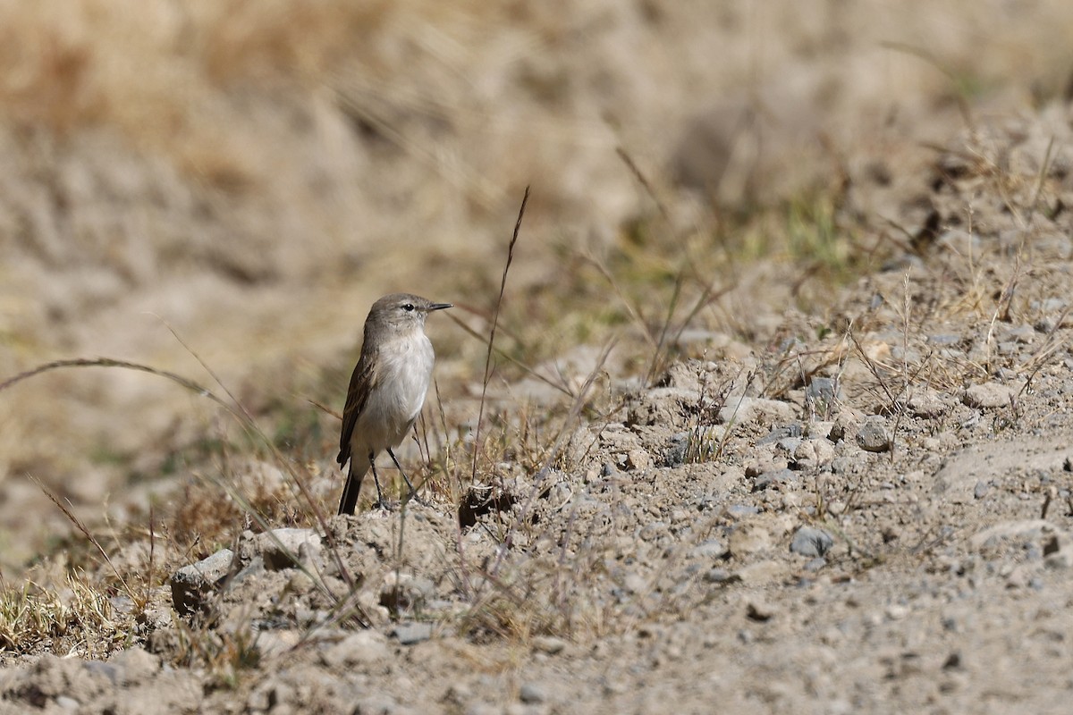 Spot-billed Ground-Tyrant - Daniel Branch