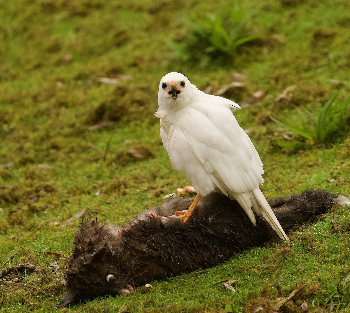 Gray Goshawk - Ken Wright