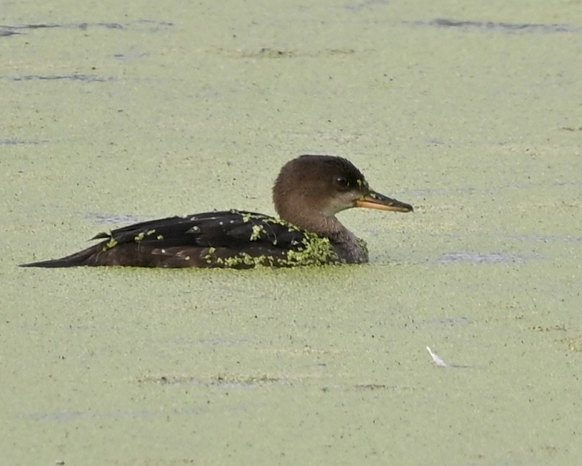 Hooded Merganser - ML608268906