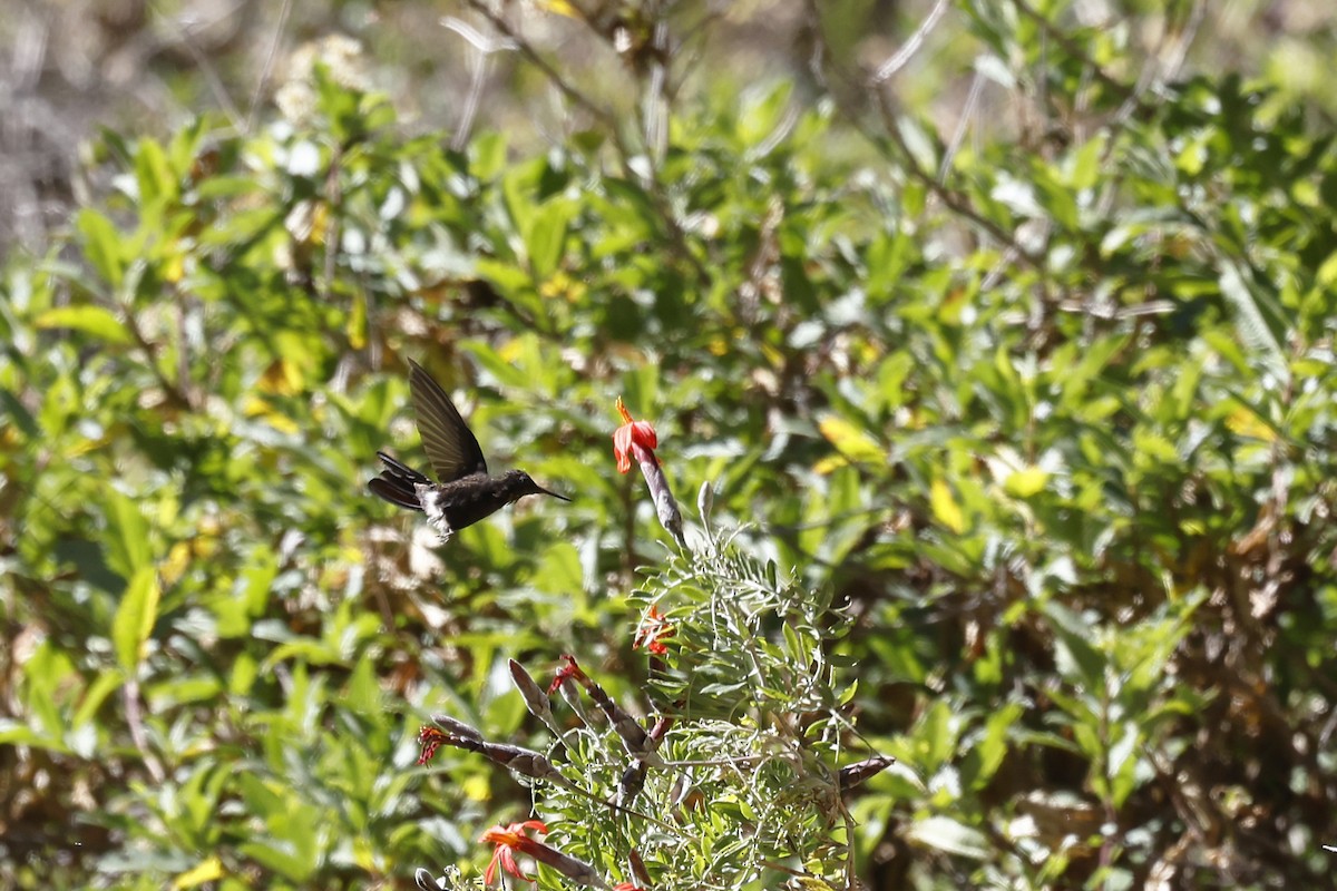 kolibřík mourovatý - ML608268959
