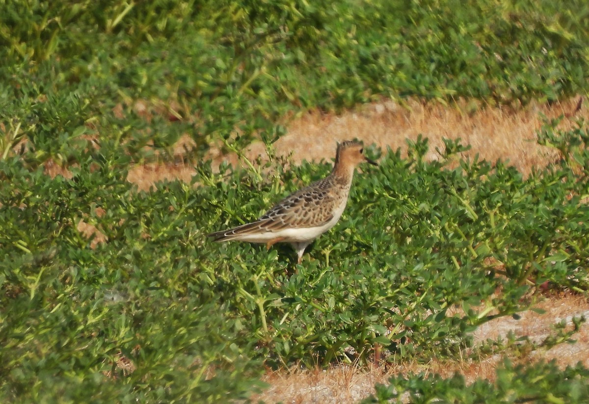 Buff-breasted Sandpiper - ML608269026