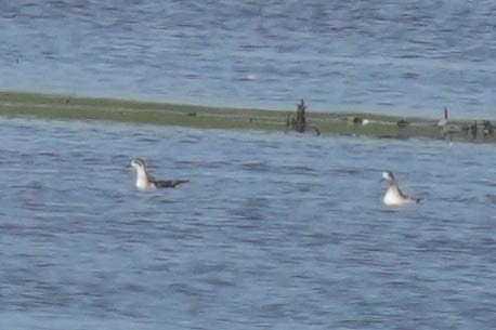 Red-necked Phalarope - Mark Siebers