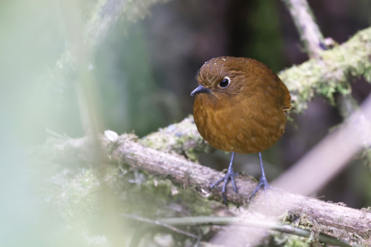 Junin Antpitta - ML608269124