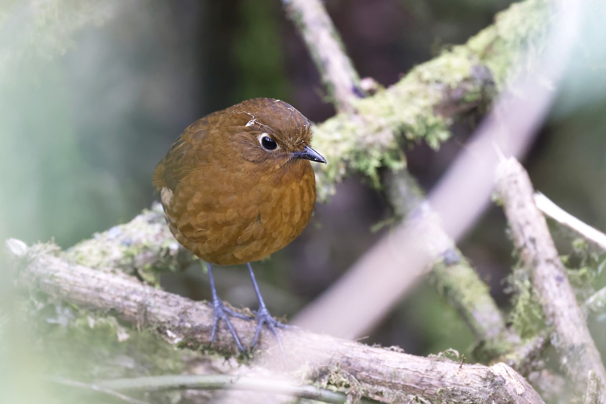 Junin Antpitta - ML608269125