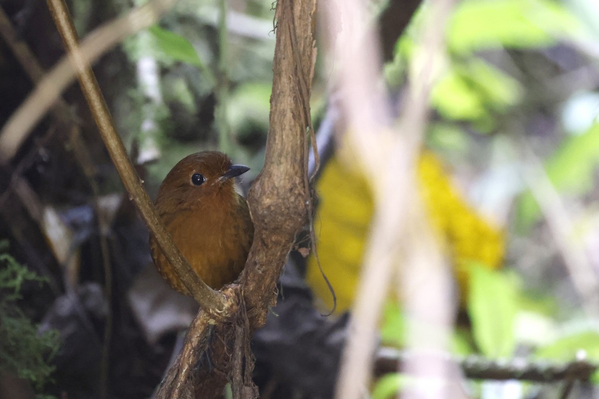 Oxapampa Antpitta - ML608269212