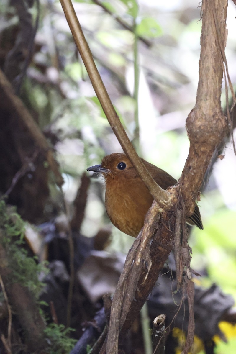 Oxapampa Antpitta - ML608269213