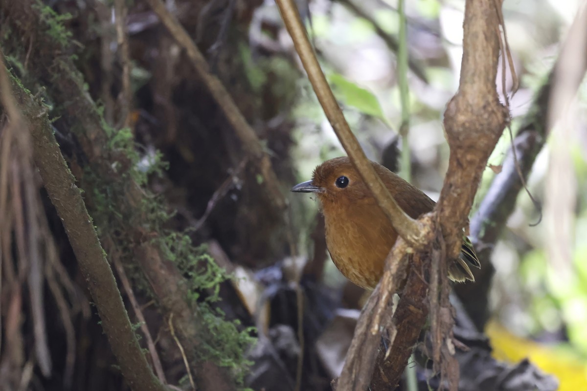 Oxapampa Antpitta - ML608269214