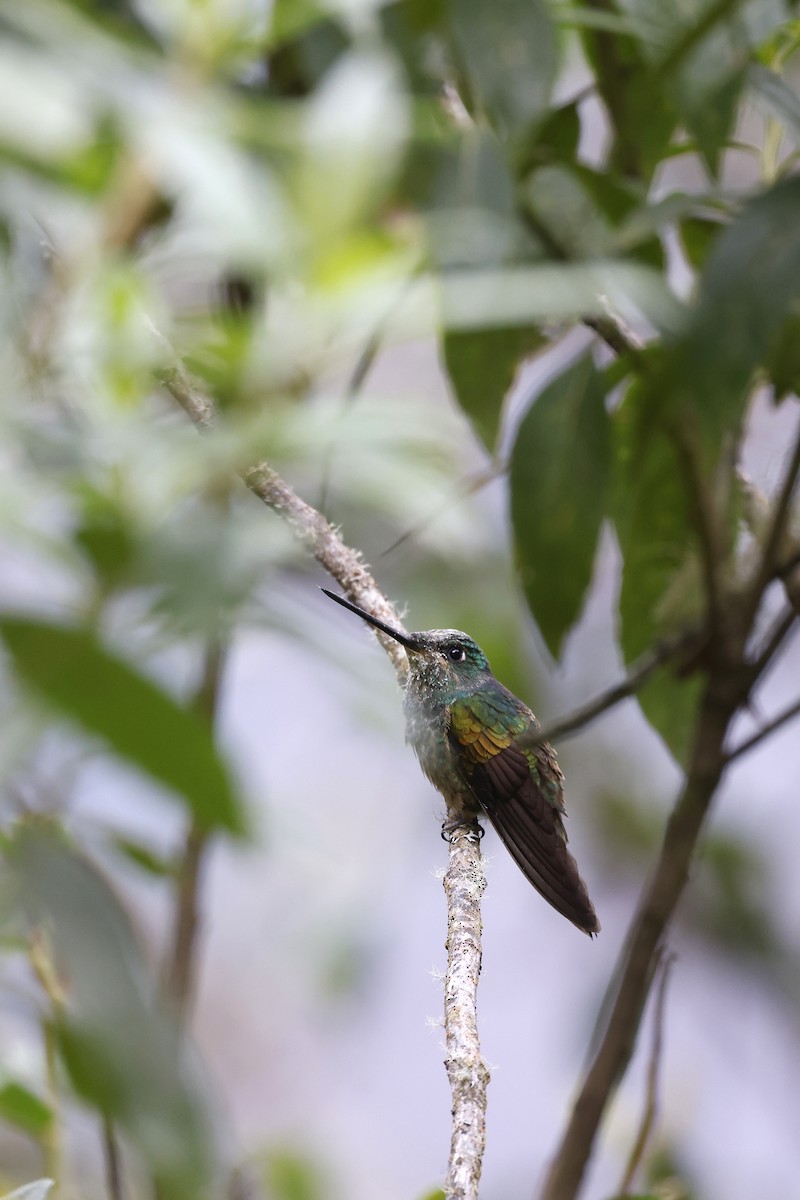 Violet-throated Starfrontlet (Huanuco) - ML608269246