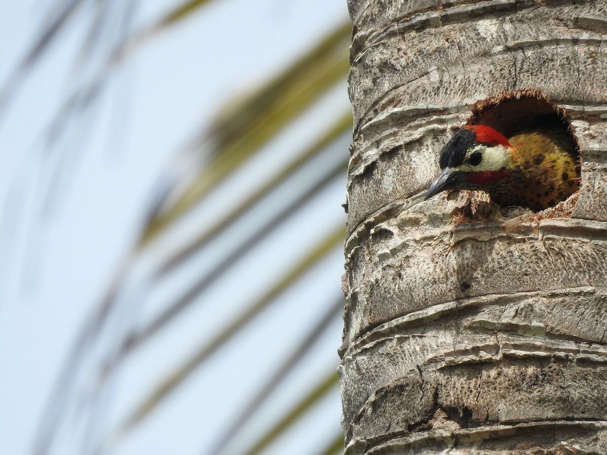 Spot-breasted Woodpecker - ML608269262