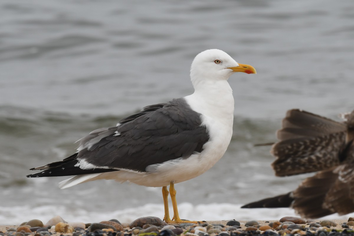 Lesser Black-backed Gull - ML608269271