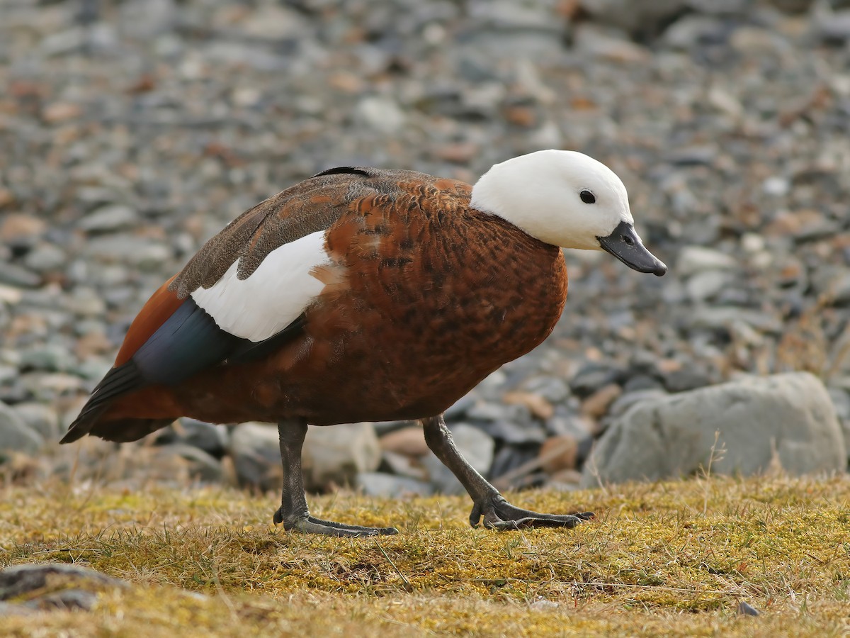 Paradise Shelduck - ML608269353