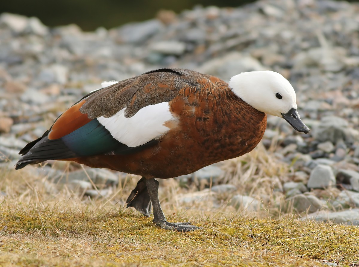 Paradise Shelduck - ML608269354