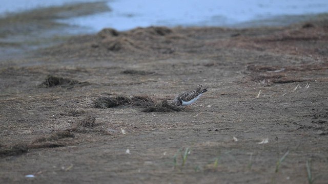 Ruddy Turnstone - ML608269485