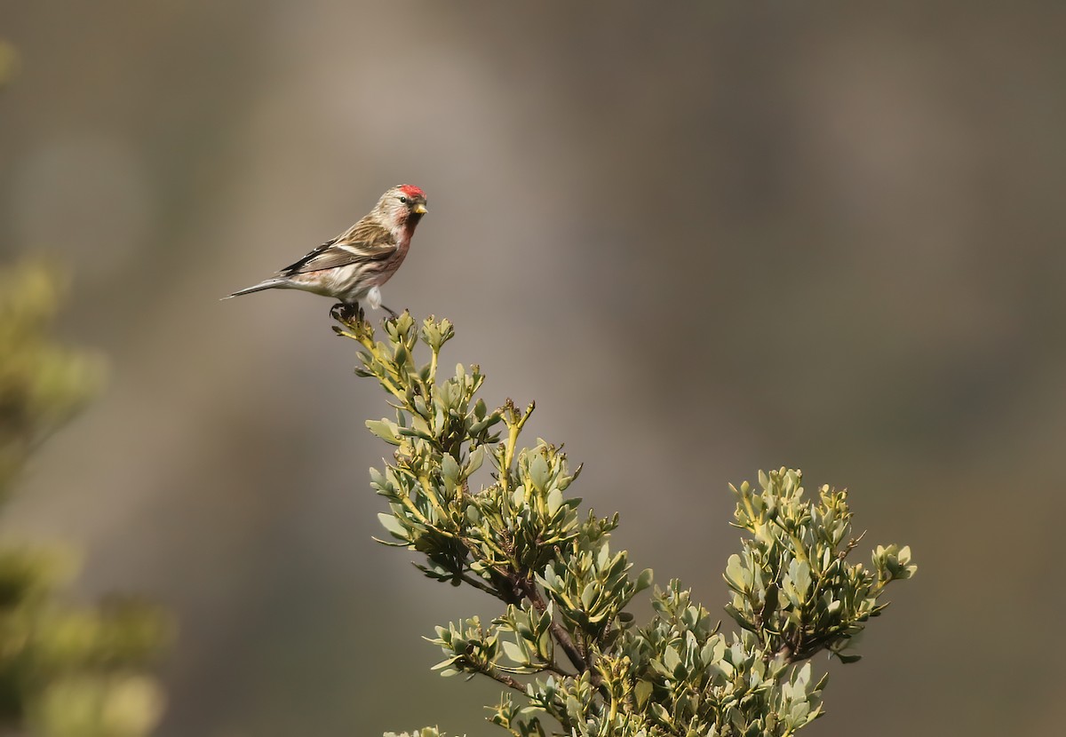 Lesser Redpoll - ML608269583