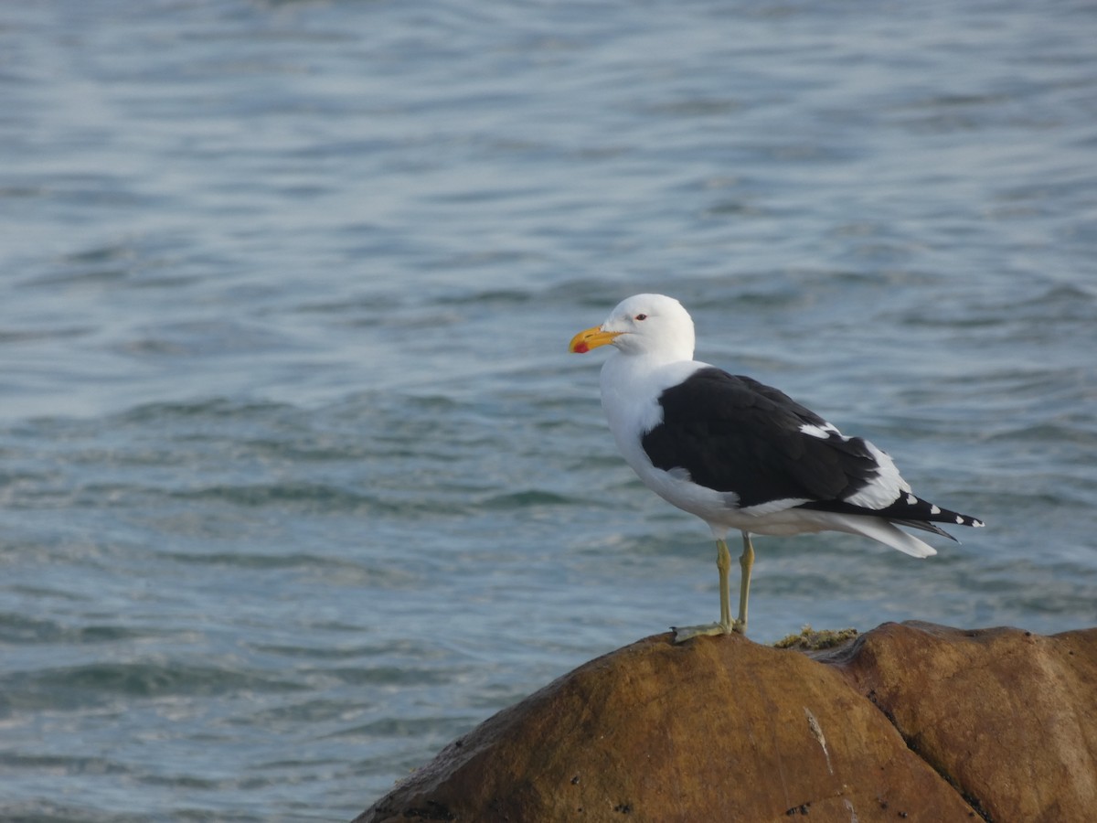 Kelp Gull - ML608269604