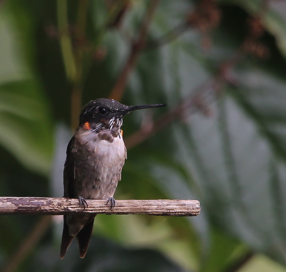 Colibri à gorge rubis - ML608269619