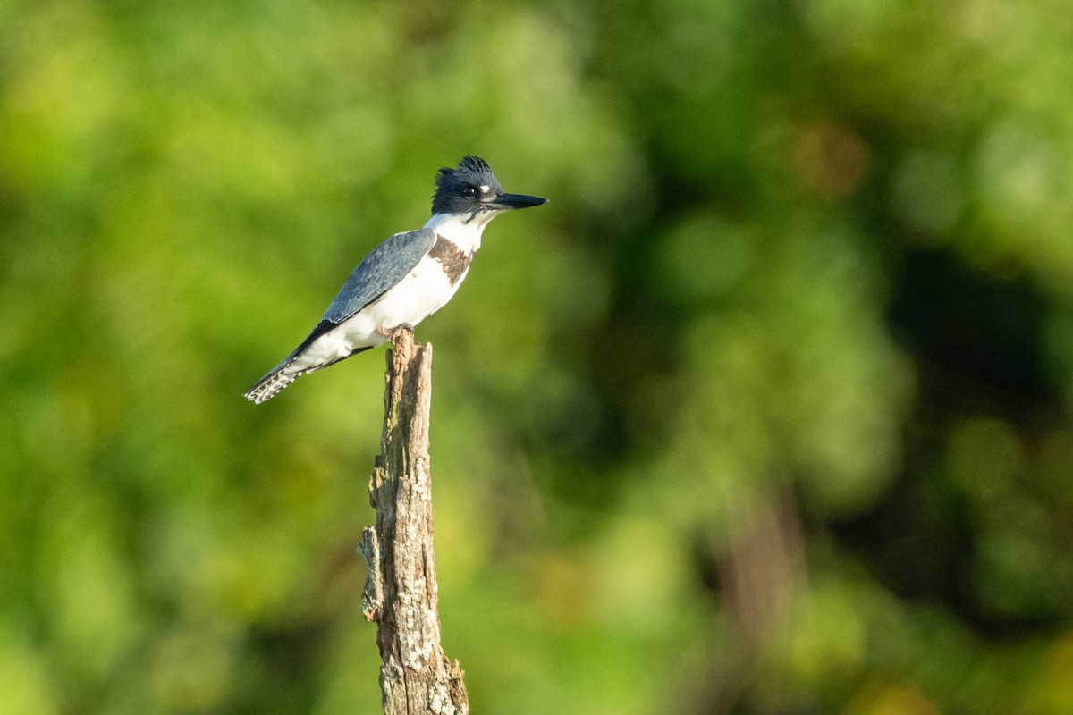 Belted Kingfisher - ML608269648