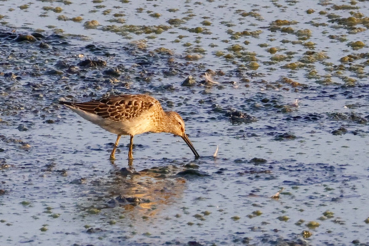 Stilt Sandpiper - ML608269693