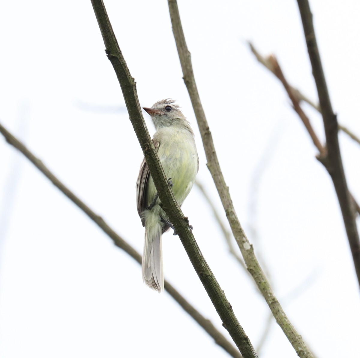 Northern/Southern Mouse-colored Tyrannulet - Marcelo Quipo