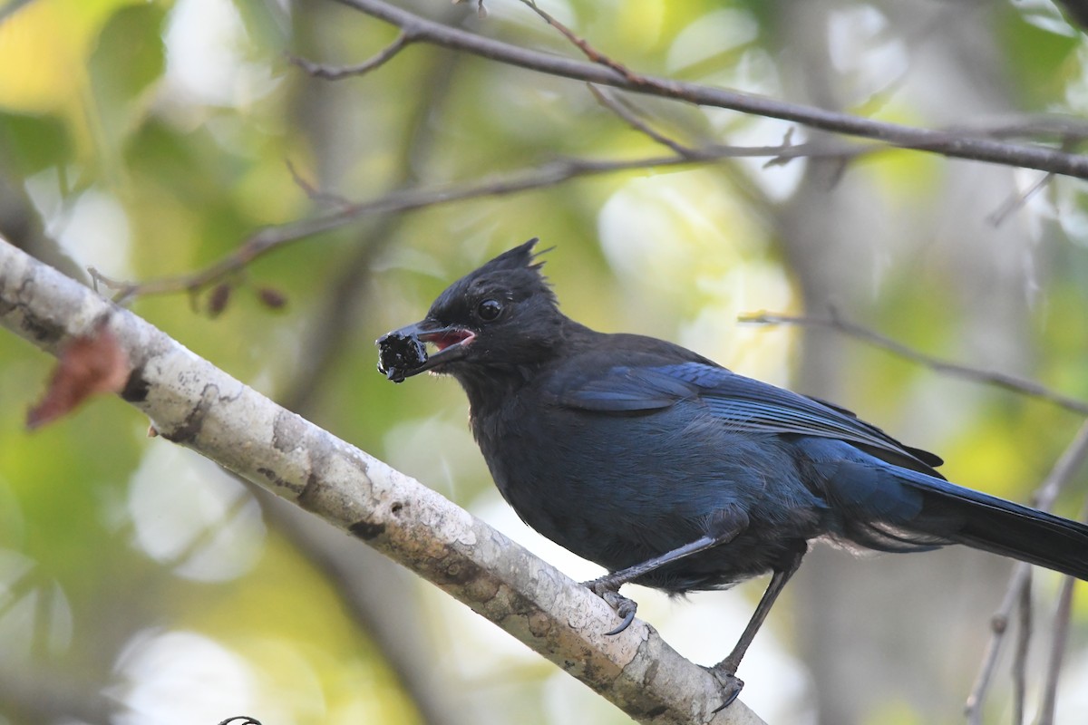 Steller's Jay - ML608269730